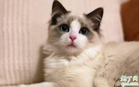 新手买猫怎么观察 猫市场买猫要注意什么