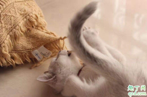 新手买猫怎么观察 猫市场买猫要注意什么