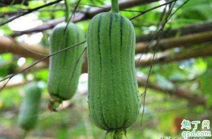 丝瓜在家里庭院怎么种植 庭院种丝瓜要注意什么