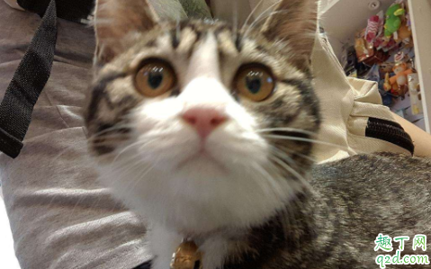 养一只猫每年要打什么针 幼猫几个月可以打疫苗