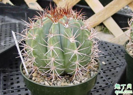 花座球老烂根是怎么回事 花座球烂根后怎么处理救活