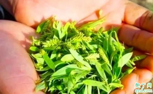 柳树芽可以用来做什么 柳树芽可以怎么吃