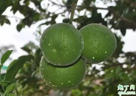 橘红泡水可以长期喝吗 用化橘红泡水需注意哪些事项