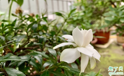 胃不好能用栀子泡水喝吗 常用栀子泡茶好吗