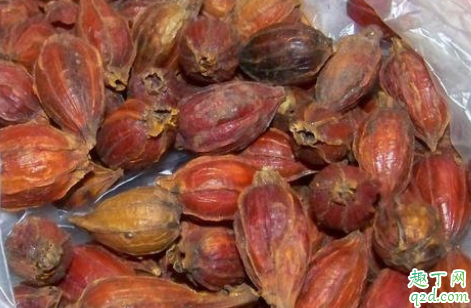 桅子可以用来泡水喝吗 饮用栀子花水的禁忌是什么