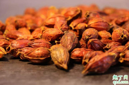桅子可以用来泡水喝吗 饮用栀子花水的禁忌是什么
