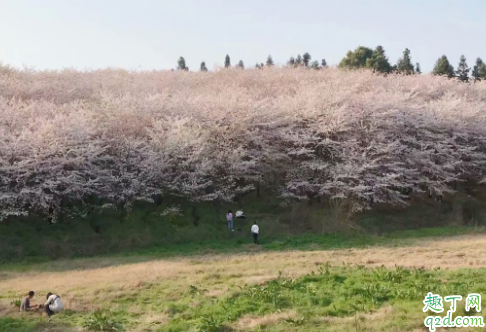 平坝樱花园在哪里 安顺平坝樱花园怎么去