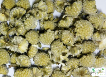 绿萝花茶月经期可以喝吗 怎么区分绿萝花茶质量