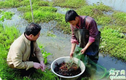甲鱼和龙虾会打架吗 甲鱼和龙虾可以混养吗