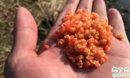 66度泡米酒味太浓能钓鱼吗 红虫和麦粒一起钓鱼好用吗