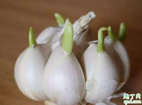 发芽的大蒜是不是有毒 蒜发苦了还能吃吗