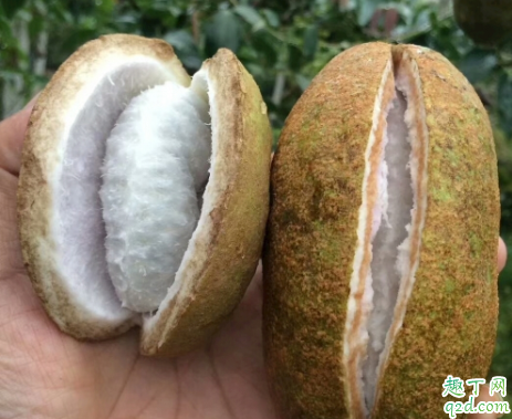 孕妇能不能吃八月瓜吗 八月瓜什么时候吃好