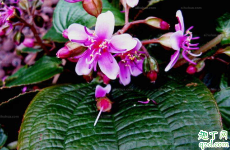 虎颜花老黄叶是什么原因 虎颜花黄叶掉落怎么补救