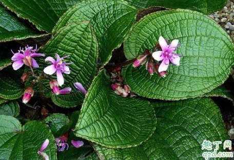 虎颜花老黄叶是什么原因 虎颜花黄叶掉落怎么补救