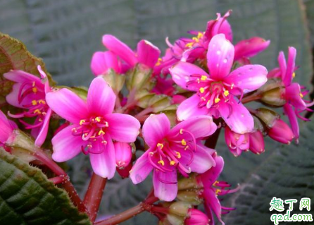 虎颜花老黄叶是什么原因 虎颜花黄叶掉落怎么补救
