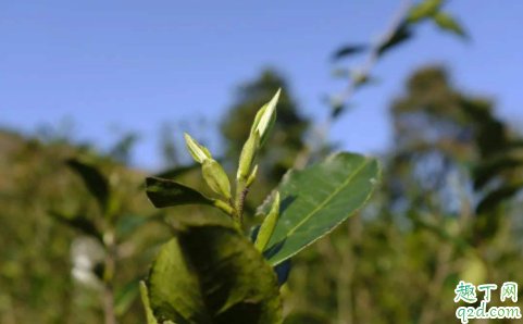 福鼎白茶喝新茶还是陈茶 为什么福鼎白茶喝完舌头麻