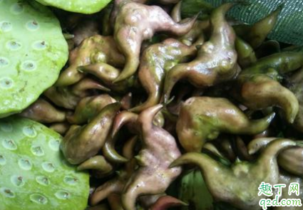 菱角吃多了好吗 生菱角怎么保存