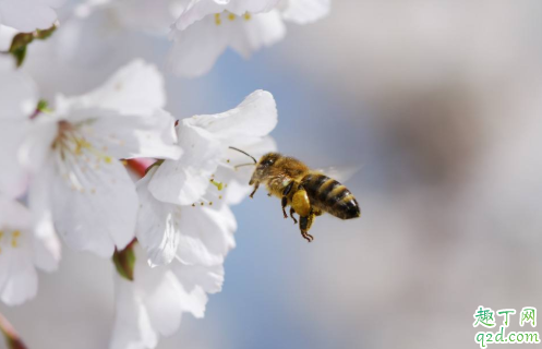 蜜蜂蛰了眼睛肿了可以热敷吗 蜜蜂蛰了眼睛怎么消肿止痒