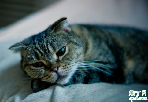 深圳立法禁食猫狗是真的吗 该不该立法禁食猫狗肉