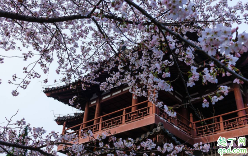 西安青龙寺樱花现在开了吗 西安青龙寺樱花开放时间