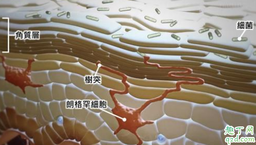 去角质用多了怎么修复 去角质过多皮肤痒怎么办