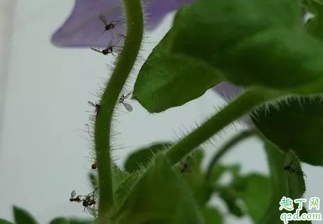花盆里为什么会有小飞虫 盆里有小飞虫怎么快速消除