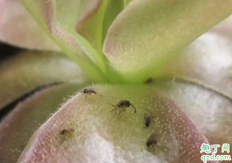 花盆里为什么会有小飞虫 盆里有小飞虫怎么快速消除