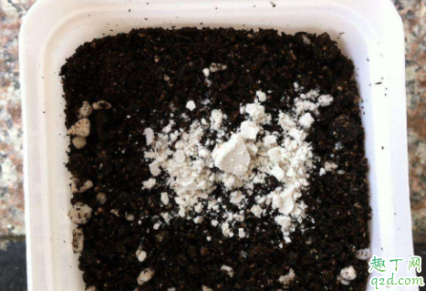 生根粉泡完的植物要马上种吗 生根粉几天就生根了