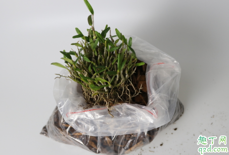 生根粉泡完的植物要马上种吗 生根粉几天就生根了
