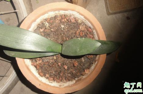 生根粉泡完的植物要马上种吗 生根粉几天就生根了