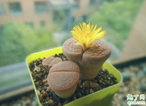 生石花深盆种好还是浅盆种好 生石花如何养花开旺盛