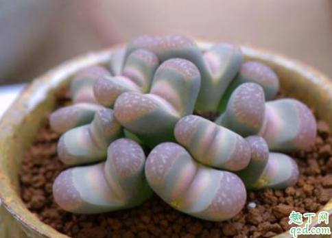 生石花深盆种好还是浅盆种好 生石花如何养花开旺盛