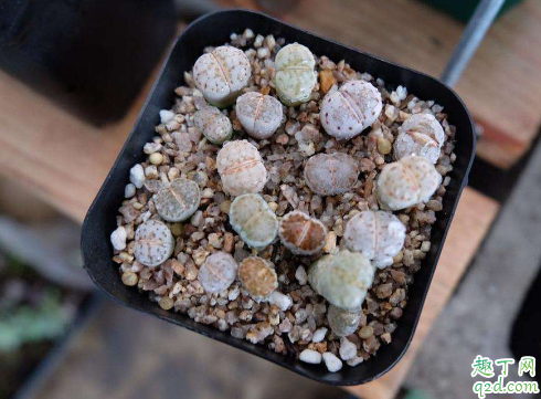 生石花深盆种好还是浅盆种好 生石花如何养花开旺盛
