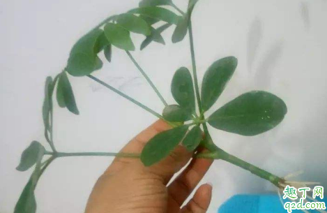 才栽的树能浇生根水吗 生根水泡久了好吗