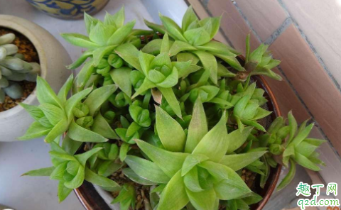凝脂菊用深盆还是浅盆 凝脂菊怎样养长得旺盛