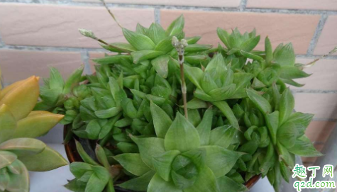凝脂菊用深盆还是浅盆 凝脂菊怎样养长得旺盛