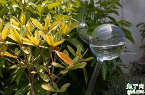 阿斯匹林不适合养哪些花 用阿司匹林浇花哪些事项是要注意的