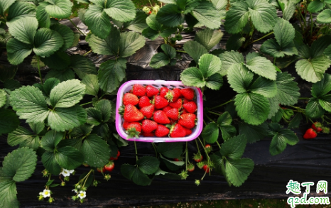 5月份种草莓成活率高吗 种植草莓哪些事项时要注意的