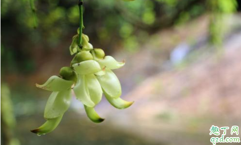 江西婺源千亩禾雀花盛放 关于禾雀花的传说你知道吗