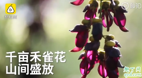 江西婺源千亩禾雀花盛放 关于禾雀花的传说你知道吗
