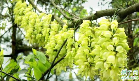 禾雀花适合盆栽吗 禾雀花臭臭的你还要养吗
