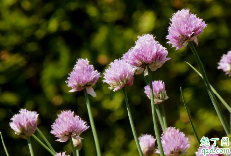 韭菜花是几月份的菜 韭菜什么季节播种成活率高