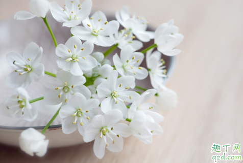 胃不好的人可以吃韭菜花吗 韭菜花和什么一起吃相克