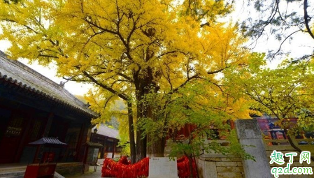 2020疫情期间红螺寺开门吗 红螺寺现在可以去了吗
