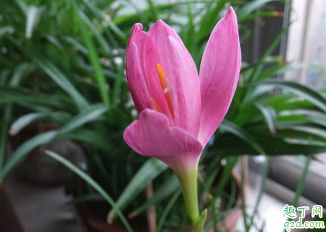 韭菜莲7月份能种植吗 韭菜莲为什么烂根不长