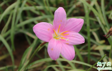 韭菜莲7月份能种植吗 韭菜莲为什么烂根不长