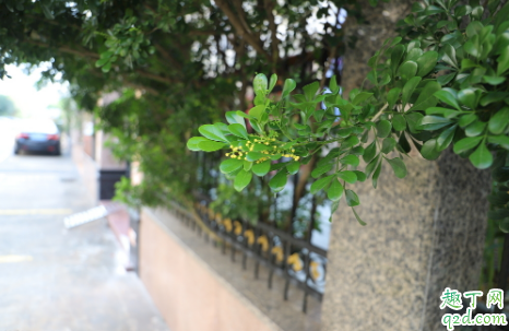 桂花好养活不?掌握了这些技巧保你桂花枝繁叶茂