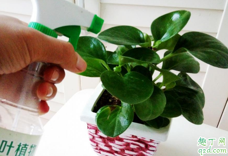 营养液可以天天喷叶面吗 植物营养液可用什么代替