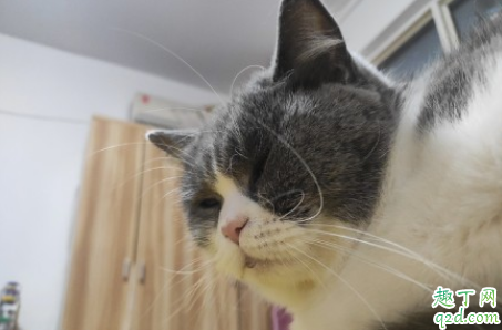 猫踩奶流口水表示什么 猫咪踩奶流口水怎么办