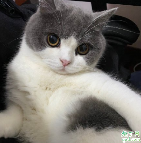 猫踩奶流口水表示什么 猫咪踩奶流口水怎么办